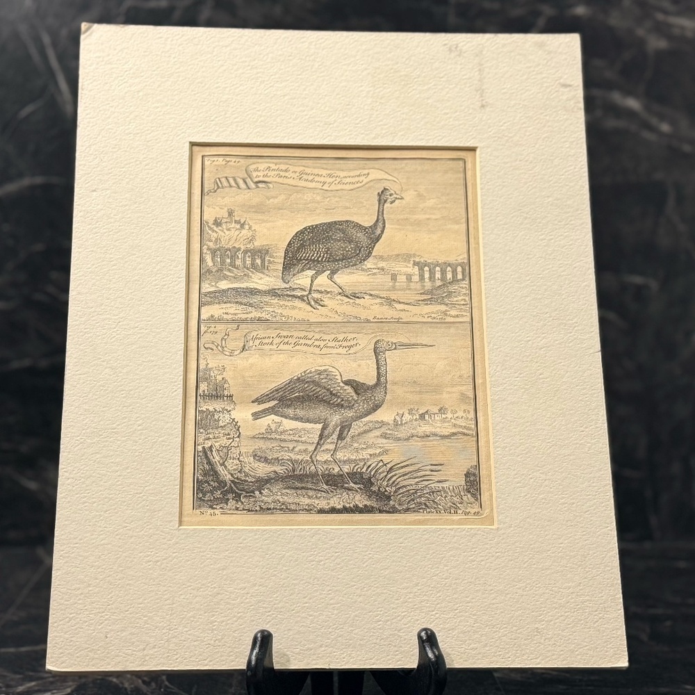 Pintado or Guinea-Hen African Swan, or Gambian Stork Print